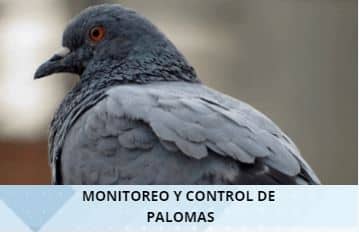 CONTROL DE PALOMAS